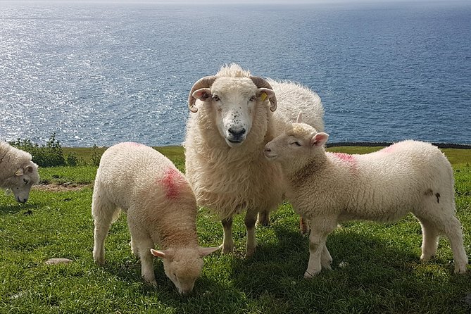 Dingle Peninsula and Slea Head Drive Group Tour - Guides like Rory, Des Murphy, and Mike, and why the commentary changes everything