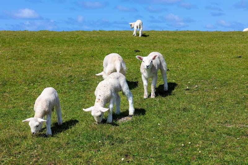 Dingle Peninsula & Slea Head Drive: Tour from Killarney - Inch Beach, Dingle town, and an optional Dingle Crystals stop