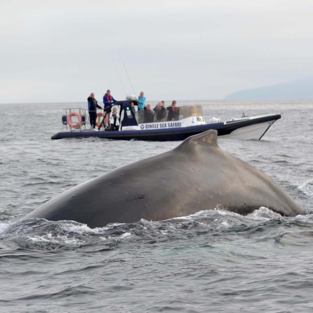 Dingle: Sea Safari by RIB Boat - Wildlife Chances: Seals, Dolphins, Puffins, and Birds