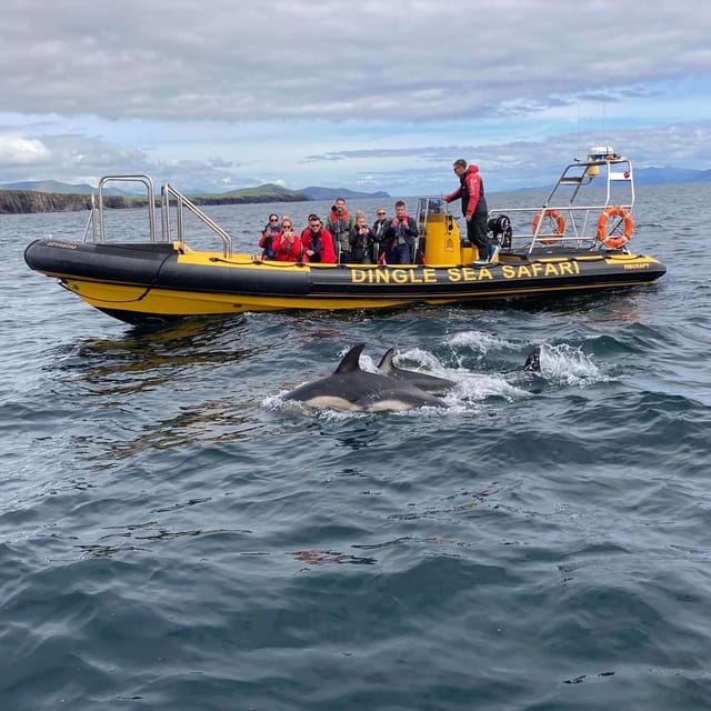 Dingle: Sea Safari by RIB Boat - Great Blasket Island: From Cliffs to a Former Fishing Community