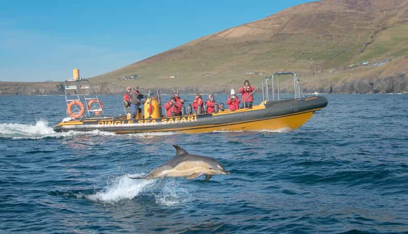 Dingle: Sea Safari by RIB Boat - Who This Sea Safari Fits Best, and Who Should Skip It