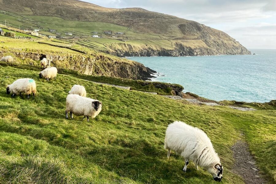 Dingle: Slea Head Photo And Sightseeing Tour - What’s Included, and How This Price Fits