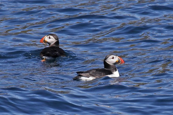 Dolphin and Whale Watching Tour from Dingle - Key highlights in plain English