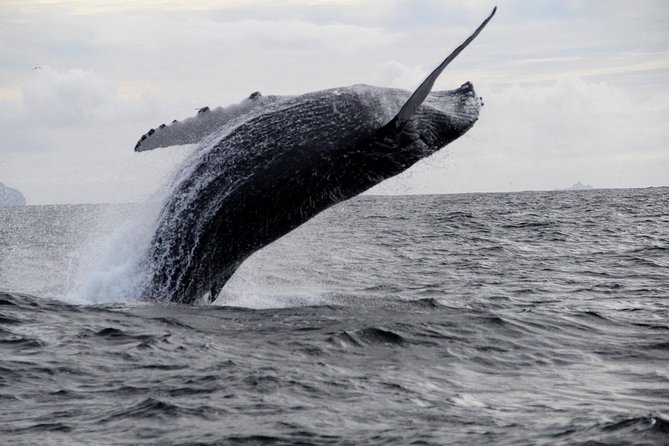 Dolphin and Whale Watching Tour from Dingle - Stop 4: Dunbeg Fort, When the Cruise Gets a Land-Time