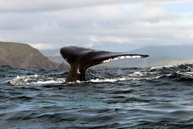 Dolphin & Whale Watching (4hrs) + Blasket Island Landing (3hrs) - Entering the day: Ventry pier, a small vessel, and a tight start time