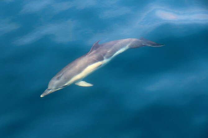Dolphin & Whale Watching (4hrs) + Blasket Island Landing (3hrs) - Great Blasket Island landing: tender ride, White Strand, and 3 hours to roam