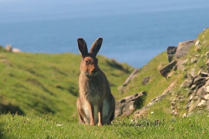 Dolphin & Whale Watching (4hrs) + Blasket Island Landing (3hrs) - Wildlife odds: what is realistic without promising miracles