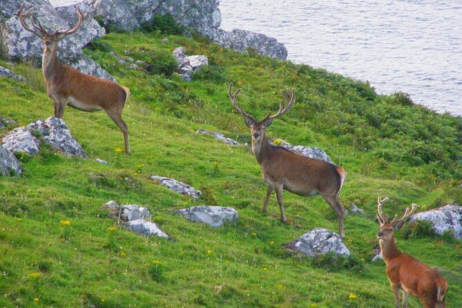 Dolphin & Whale Watching (4hrs) + Blasket Island Landing (3hrs) - Price and value: is 7 hours worth $155.43?