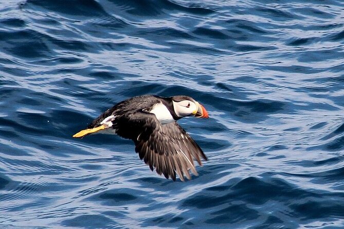 Dolphin & Whale Watching (4hrs) + Blasket Island Landing (3hrs) - Inish na Bró: Cathedral Rocks and the power of winter storms