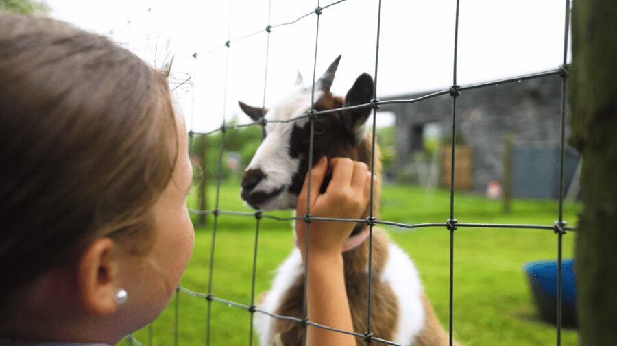 Doolin Cave Tour: Experience Europe's Largest Stalactite - Clay pottery to take home, plus possible goat-and-donkey moments