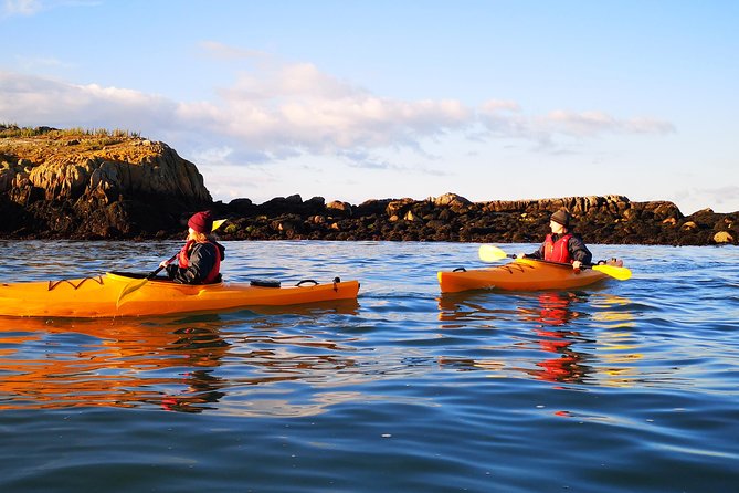 Dublin Bay Seal Kayaking Safari at Dalkey - Seals up close: how it feels when they play near your kayak
