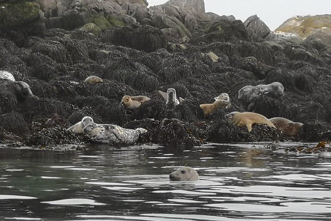 Dublin Bay Seal Kayaking Safari at Dalkey - Price and value: what your $143.97 covers, and what it saves you