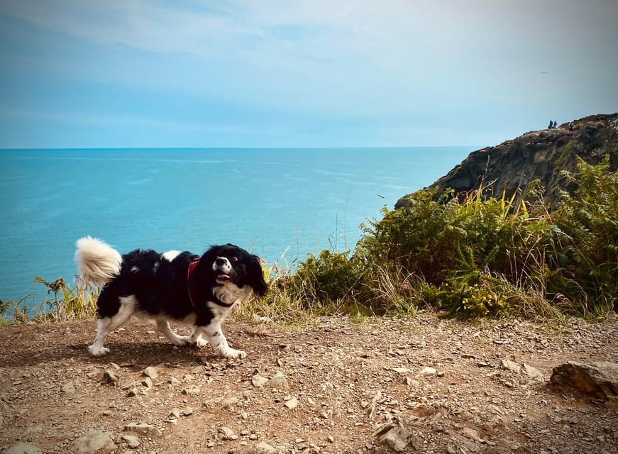 Dublin: Dublin Coastal Hike and Pints & Puppies - Hidden Howth and Seal-Spotting Along the Irish Shore