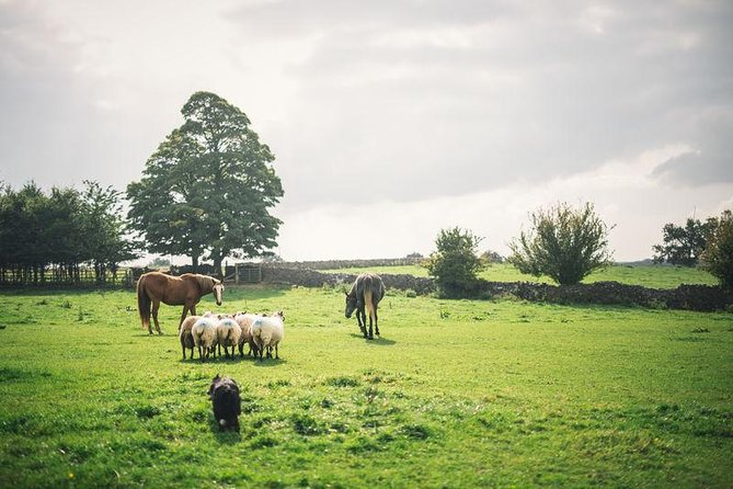 Dublin: Glendalough, Wicklow, Kilkenny and Sheepdog demonstration - Key things I think are worth your attention