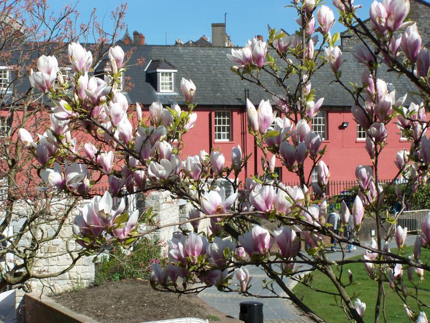 Dublin: Highlights and Hidden Corners Walking Tour - Dublin Castle grounds and the Christ Church Cathedral area