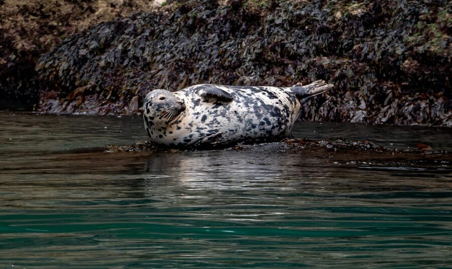 Dublin: History and Wildlife Boat Tour with Live Commentary - Key highlights you should care about