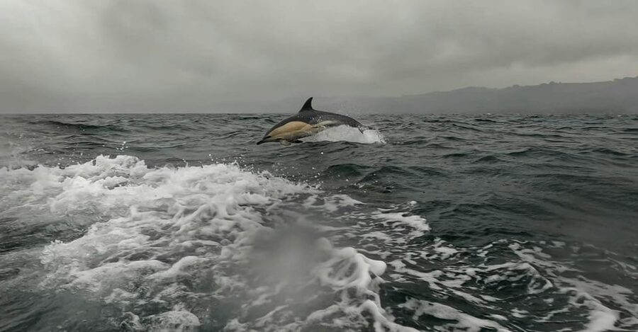 Dublin: History and Wildlife Boat Tour with Live Commentary - Safety briefing plus gear that makes rain not a disaster