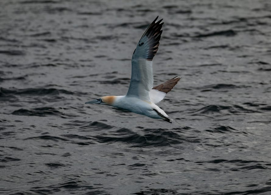 Dublin: History and Wildlife Boat Tour with Live Commentary - Dublin Bay scanning: seals, seabirds, and possible dolphins