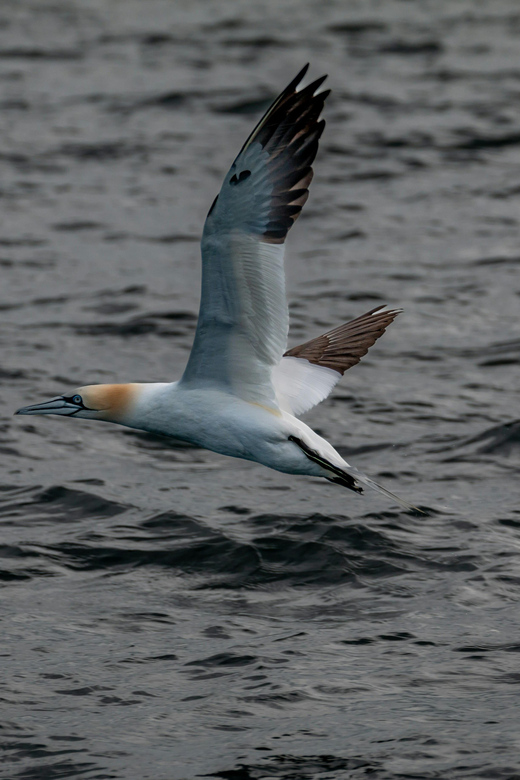 Dublin: History and Wildlife Boat Tour with Live Commentary - Billy Goat on Dublin Bay: fast cruising with wildlife-friendly timing