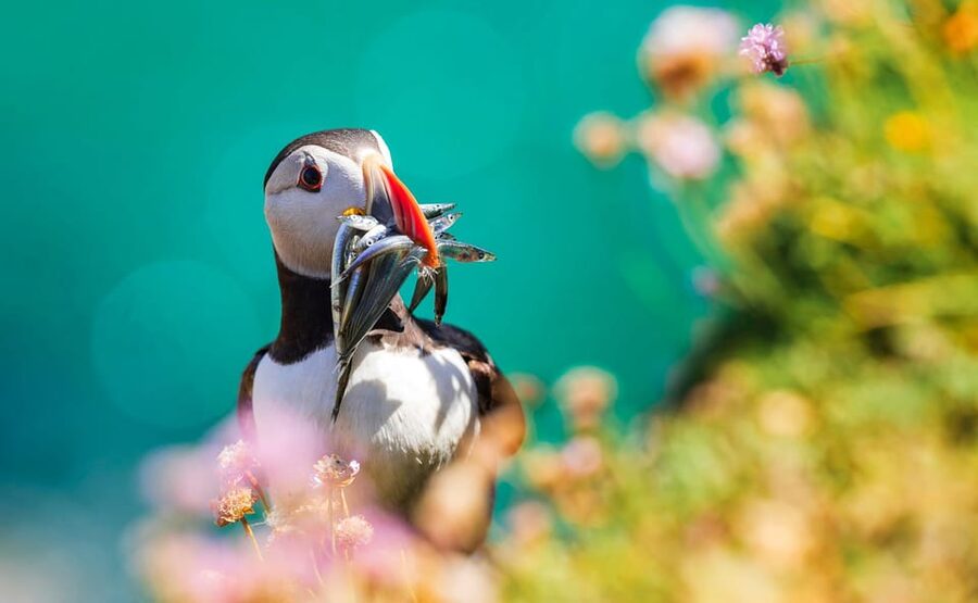 Dublin: Howth Coast and Ireland's Eye Boat Tour - Who This Tour Fits Best (and Who Might Want Alternatives)