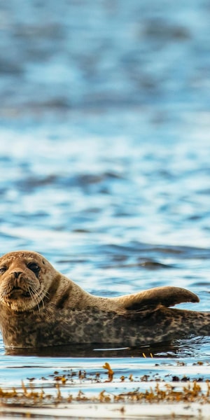 Dublin: Howth Coastal Boat Tour - Should you book the Dublin Howth Coastal Boat Tour?