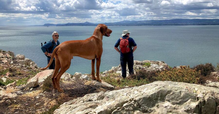Dublin: Howth Coastal Hiking Tour - Meeting at Howth Market, then easing into the walk