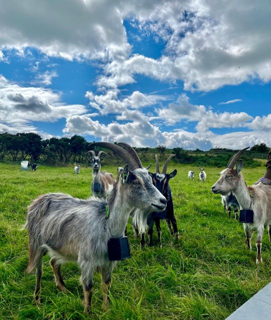 Dublin: Howth Safari Hiking Tour - What to bring, plus the real terrain reality