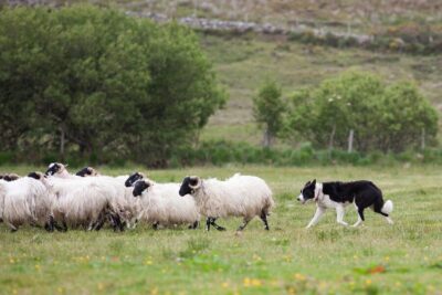 Kilkenny, Wicklow & Glendalough Tour & Sheepdog Show