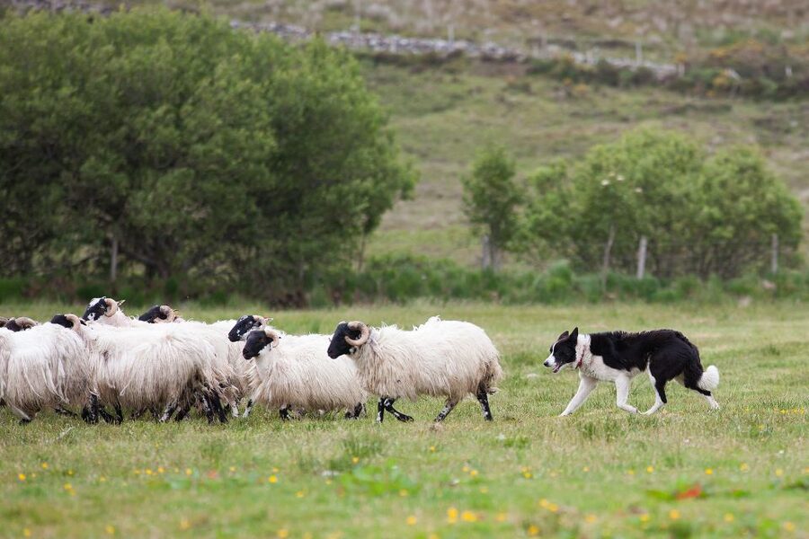Dublin: Kilkenny, Wicklow & Glendalough Tour & Sheepdog Show - Wicklow Mountains Views and Those Movie Connections