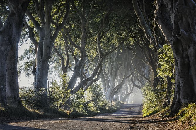 Dublin to Dunluce Castle, Giant's Causeway, Dark Hedges & Belfast - Dark Hedges: a 20-minute Game of Thrones moment with folklore on top