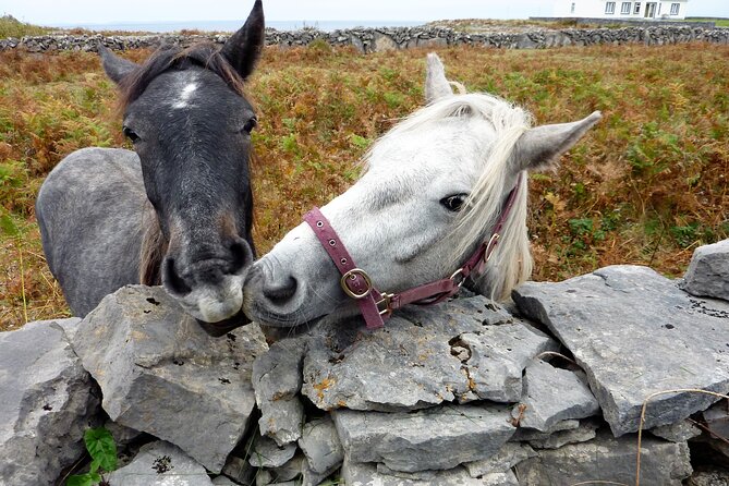 Electric biking on Inishmore island. Aran island. Self-guided. Full day. - Who Should Book This E-Bike Day on Inish Mor