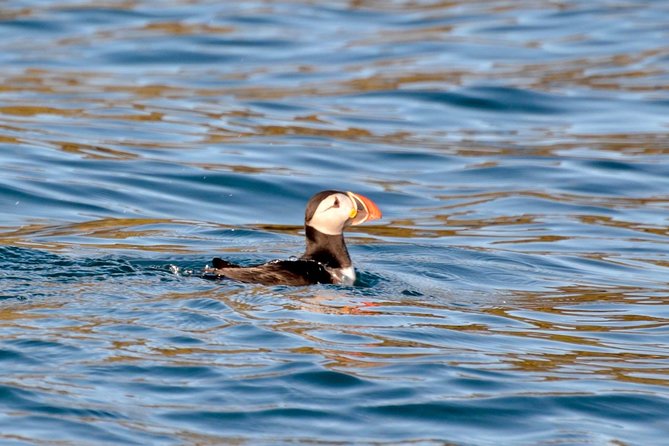Exhilarating Rib experience - Dingle sea safari - Key things that make this Dingle sea safari worth it