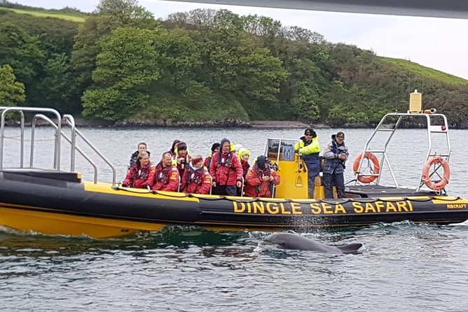 Exhilarating Rib experience - Dingle sea safari - The 3-hour Dingle Sea Safari route: bay views, Blasket Islands, sea caves