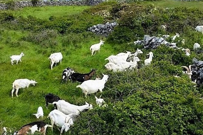 Food, heritage & cultural tour Inishmore, Aran Islands. Guided. - Dún Aonghasa: the cliff-fort visit that anchors the whole day