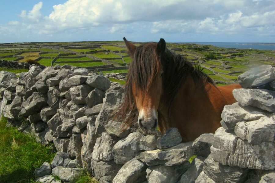 From Cork: 9-Hour Guided Ring of Kerry and Killarney Tour - The morning start in Cork: where to meet and what to bring