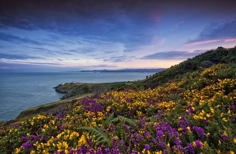 From Dublin: Half-Day Guided Coastal Tour to Howth Village - Howth Village free time: fish and chips, sea air, and a town you can actually explore