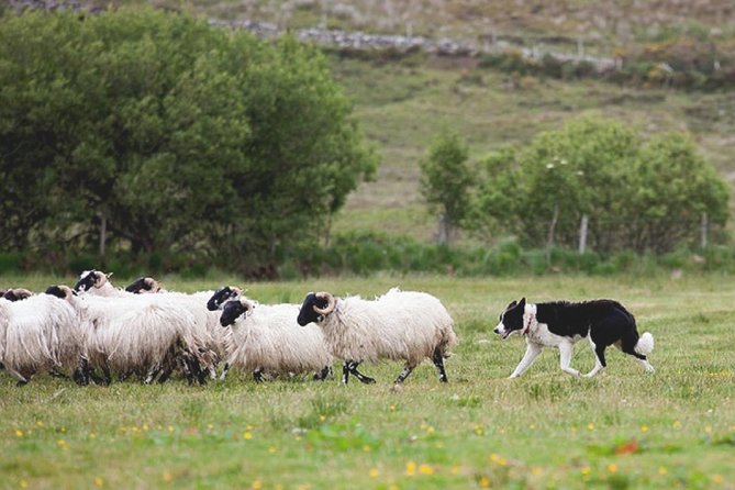 From Dublin: Wicklow, Glendalough, Waterfall & Sheepdog demo - Price and value: what the $60.47 gets you, and what it does not