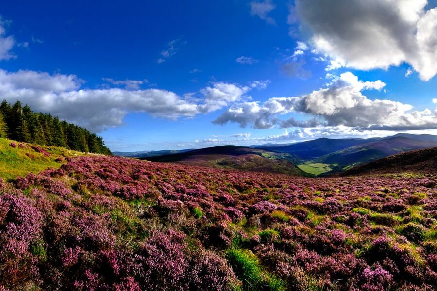 From Dublin: Wicklow Mountains, Glendalough & Kilkenny Tour - Glendalough Monastery Walking, Lakeside Views, and the Optional Hike Choice