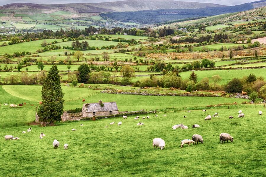 From Dublin: Wicklow Mountains, Glendalough & Kilkenny Tour - Price and Value: Getting a Lot Done for About $45