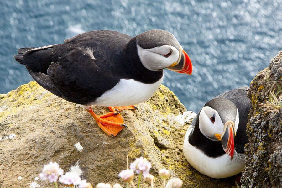 From Galway: Cliffs of Moher Half-Day Express Trip - Should you book the Cliffs of Moher half-day express from Galway?