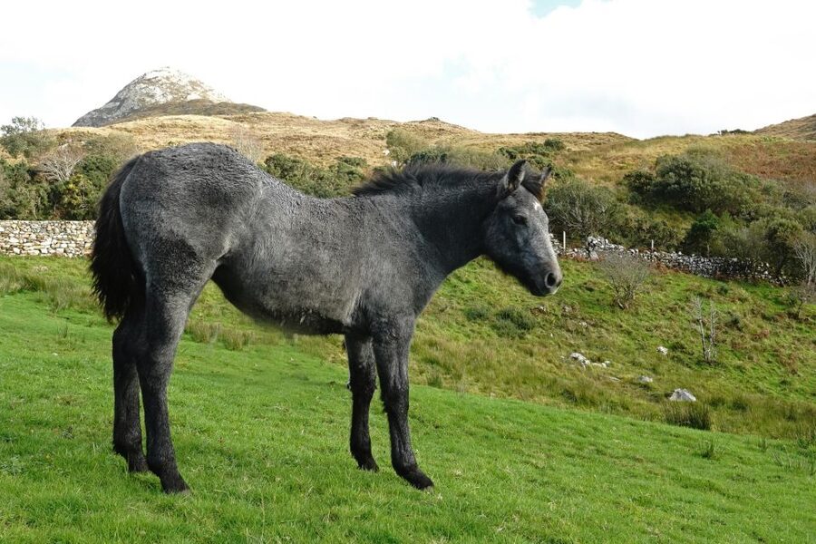From Galway: Connemara National Park Full Day Tour - The Return to Galway: Coastal Views and Another Set of Stops