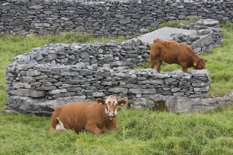 Galway: Cliffs Cruise, Aran Islands & Connemara Day Tour - Guides, Humor, and Why the Day Feels Managed