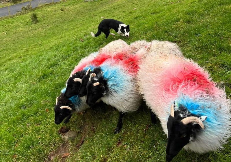 Galway: Connemara, Sheepdog Show and Medieval Castle Tour - What to bring, and what can trip you up