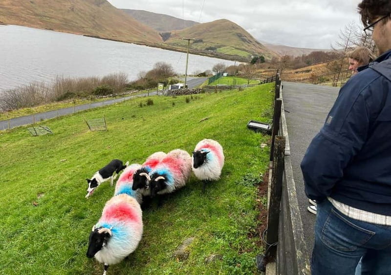 Galway: Connemara, Sheepdog Show and Medieval Castle Tour - The drive: Twelve Bens views and lake country energy