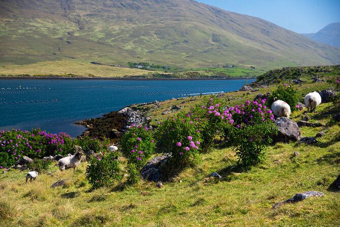 Galway to Connemara National Park Day Tour - Price and value: does $52.33 make sense?