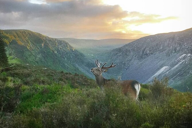 Glendalough Night Hike and History Tour - The Vale of Glendalough at sunset: deer first, then history on the move