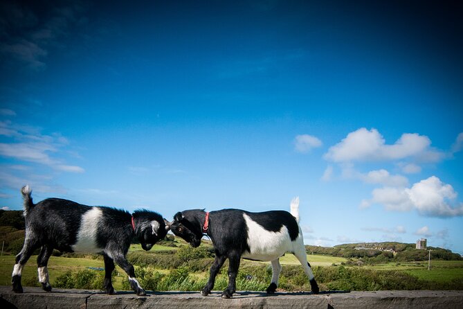 Guided Doolin Cave Tour: Experience Europe's Largest Stalactite - The Eco Trail on site: your above-ground reset