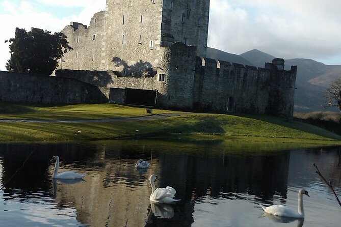 Guided Killarney National Park Walking Tour - Why this 2-hour Killarney walk feels personal, not touristy