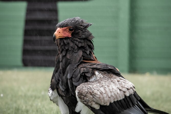 Guided Tour of Aillwee Cave and Visit to the Birds of Prey Centre - Best fit: who will love this and who might not