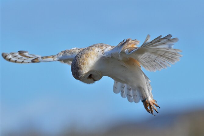 Guided Tour of Aillwee Cave and Visit to the Birds of Prey Centre - Birds of Prey Centre: flying displays and how close you get